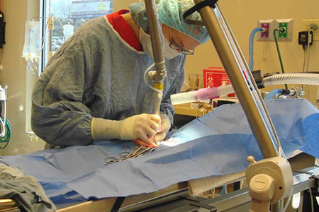 veterinary surgeon performing surgery on an animal