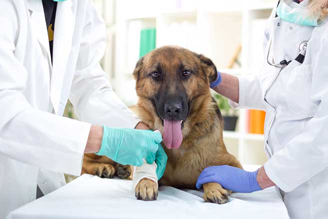 emergency veterinarian services